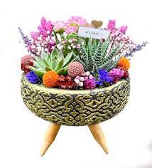 Gökkuşağı Doğum Günü Çiçeği