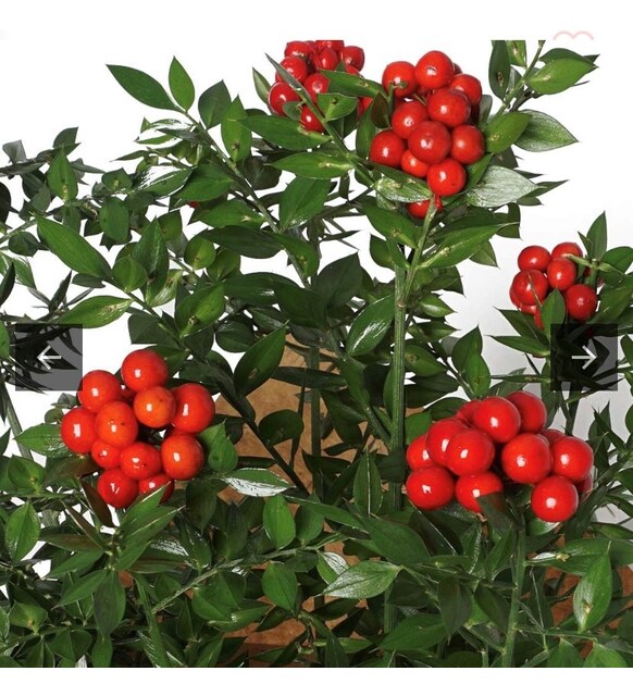 Yılbaşı Çiçeği Kokinalar