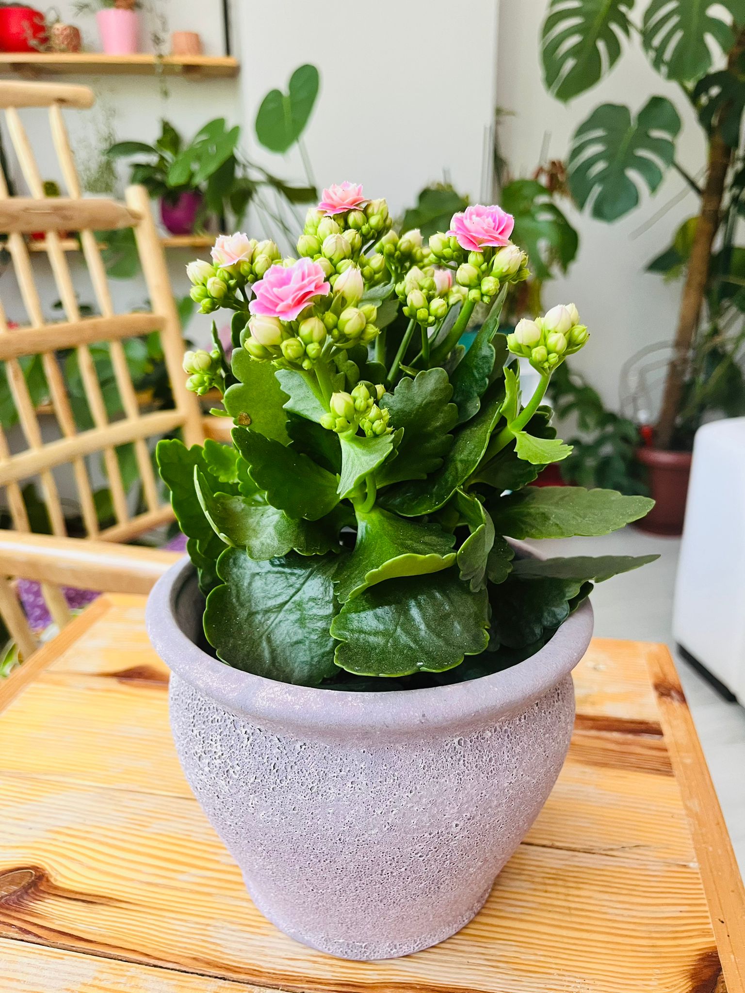 Seramik Saksıda Renkli Çiçekli Kalanşo